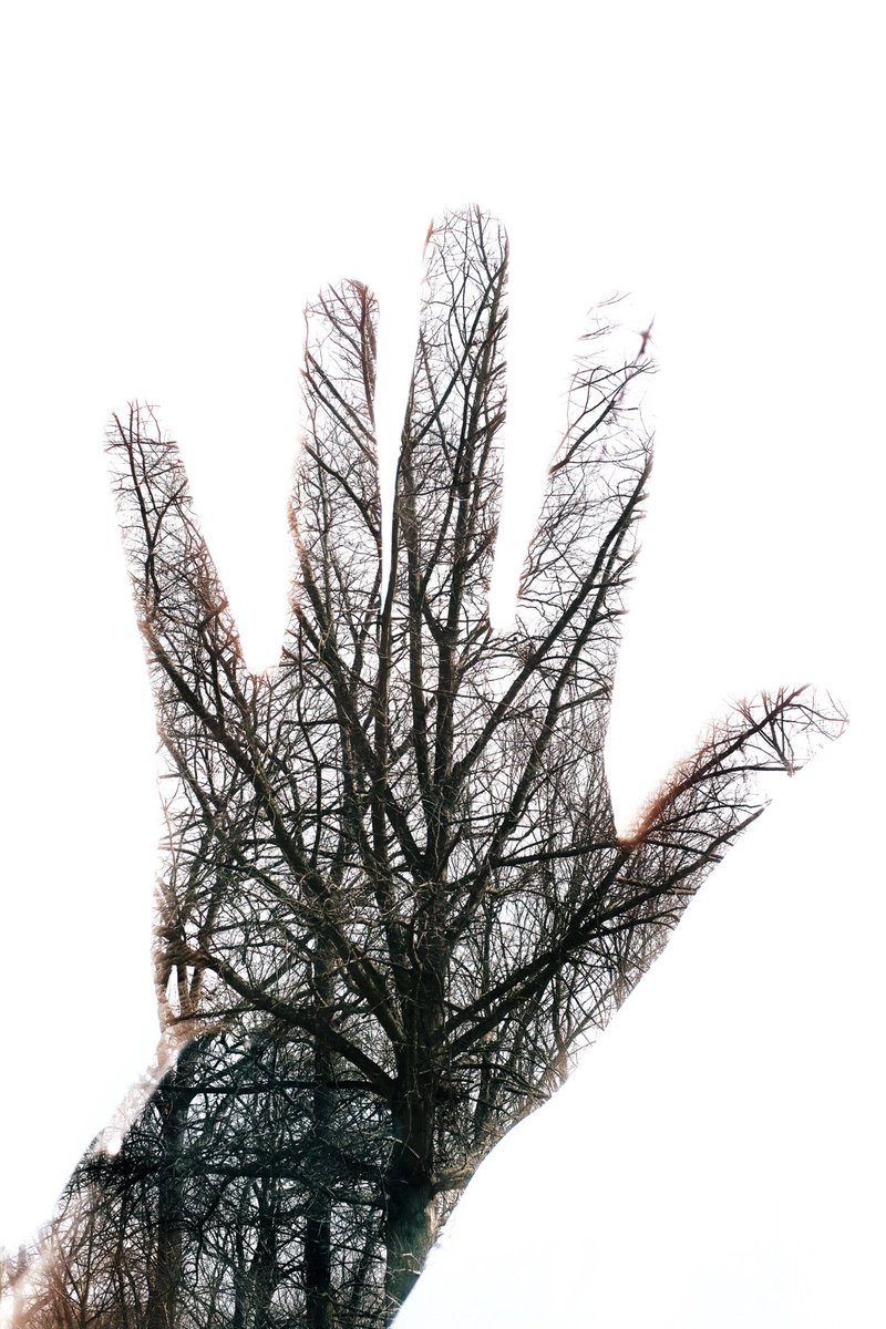 SMRNDMGY's tweet photo. Giving nature a high five #righton #naturerules #treefingers #thatsaradioheadsong https://t.co/nLlVSschcG