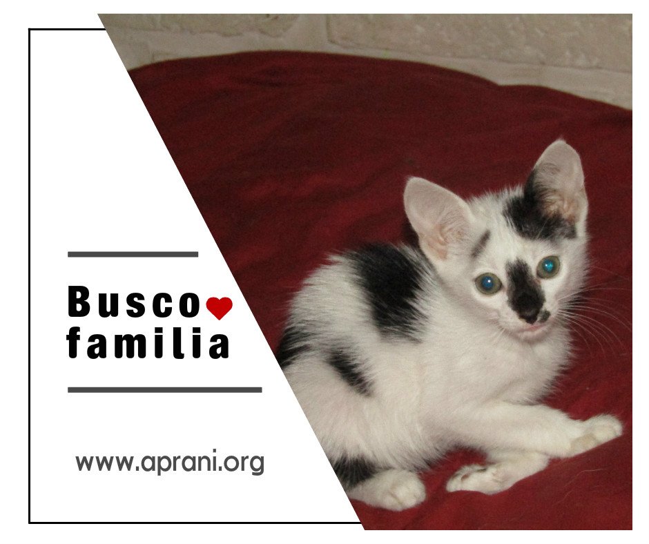#AdoptaConElCorazón Esta hermosa tiene 1 mes y medio. Convive con otros animales y es muy mimosa. 💕
RT <a href="/pviloutaoficial/">Paulo Vilouta</a> <a href="/paulatomassini/">Paula Tomassini</a>