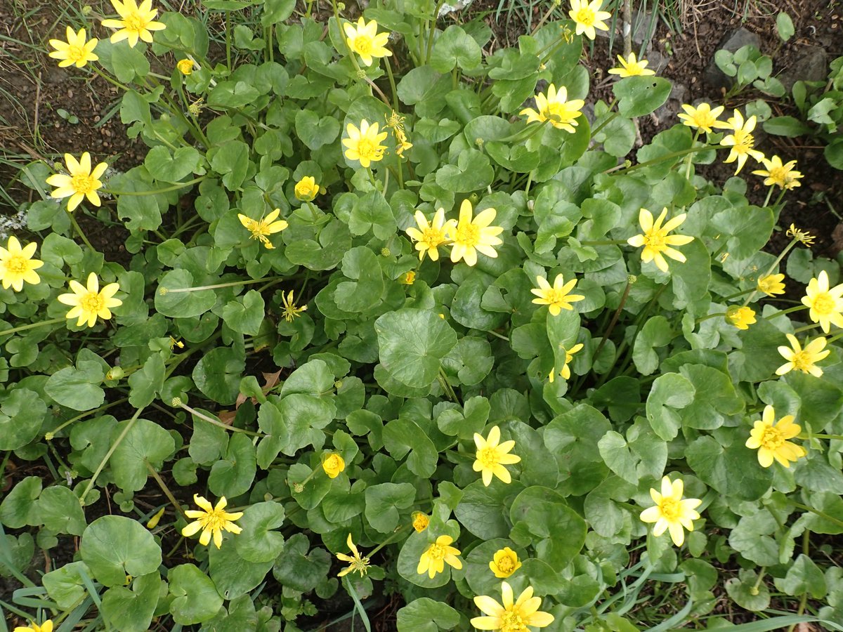 Gardening tip: See this plant in your yard?  Pls pull and place in trash. Lesser celandine is an #invasiveplant portlandoregon.gov/bes/article/43…