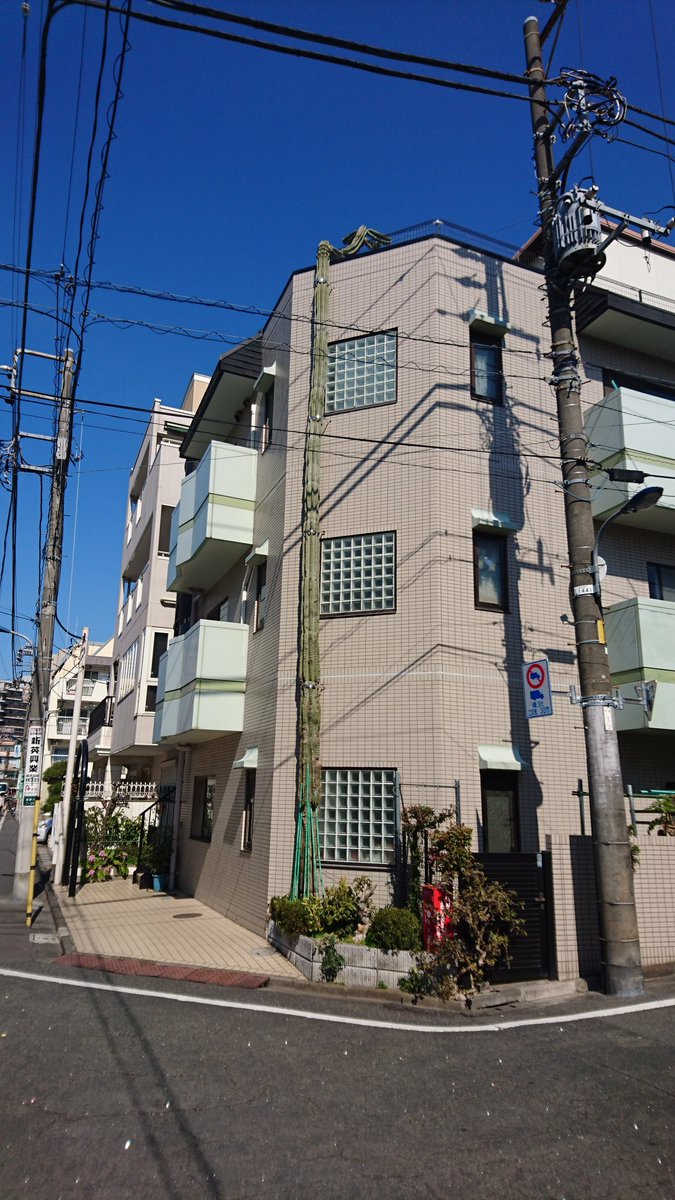 近所のサボテン しばらく見ないうちに成長して屋上まで伸びてる ツイナビ 近所のサボテン しばらく見ないうちに成長して屋上まで伸びてる ツイナビ