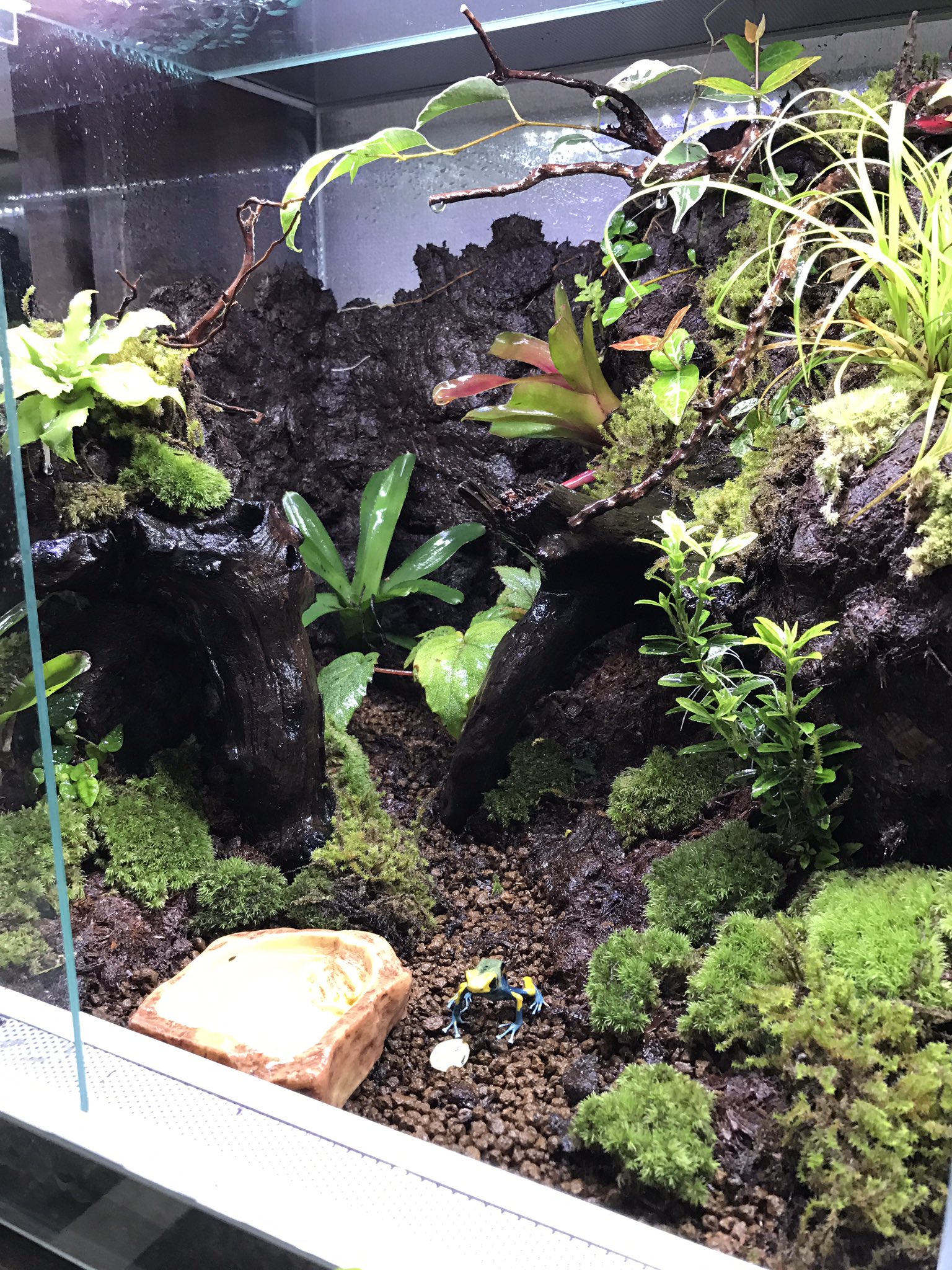 Gecko A Twitter 本日 12時 営業です ヤドクガエル ビバリウム 両生類 カエル 植物