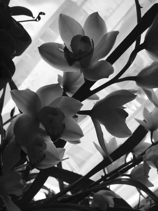 ぶりぶりのtwitterイラスト検索結果