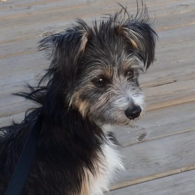 Lost dog. #Airdrie #KingsHeights

Answers to #CoCo sometimes.

If you live within say 50 miles - pls RT to maybe save a pooches life?