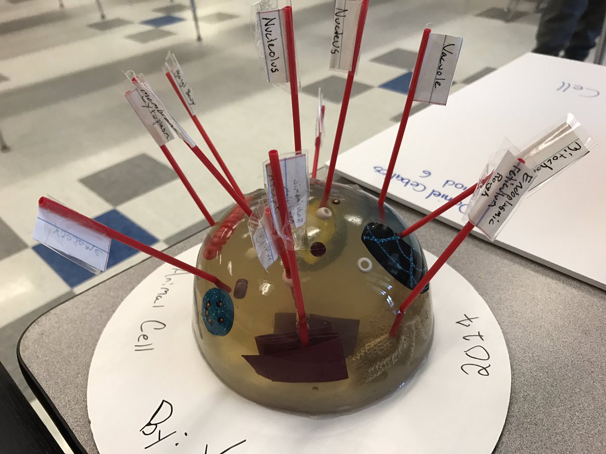 skybabe805's tweet photo. Great Animal Cell #sciencerocks #PascoProud #prsms https://t.co/iD0mZnaN2S