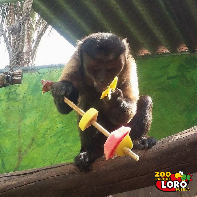 ZooParqueLoro's tweet photo. Recuerda que debes de alimentarte sanamente, nuestros habitantes lo hacen 😉 https://t.co/Ri8OhhRnkE