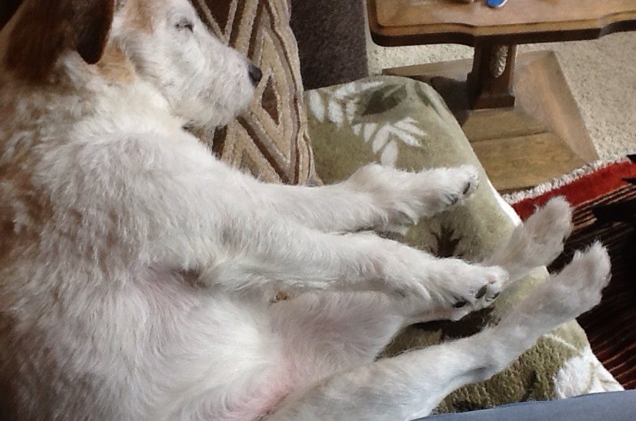 Silly way to sit next to me ❤️🐾❤️