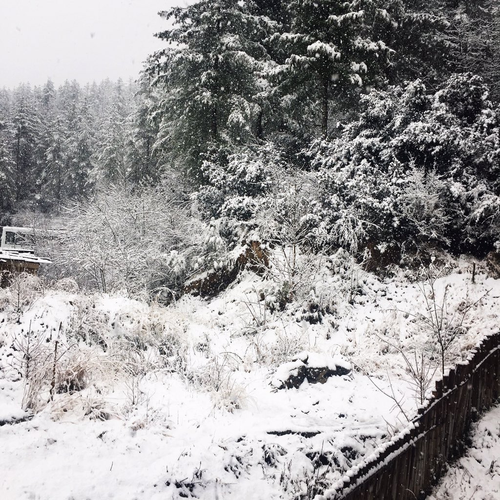 BhutanFdn's tweet photo. Here comes the snow (do do do do), here comes the snow... #SnowFall2017 #Thimphu #Bhutan 🌨❄️☃️😁 https://t.co/NkAn32GiPV