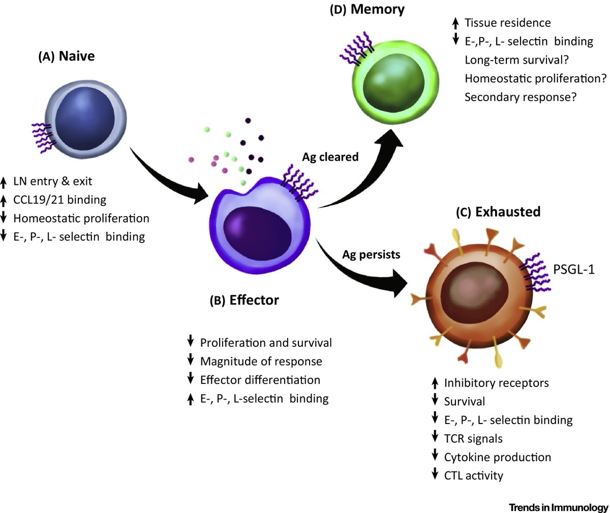 mmw_lmw's tweet photo. Extending the #CheckpointBlockade Landscape: #PSGL1 | LindaBradley @SBPdiscovery @TrendsImmuno https://t.co/O3A3auBnAJ https://t.co/fsig6WN1Dl