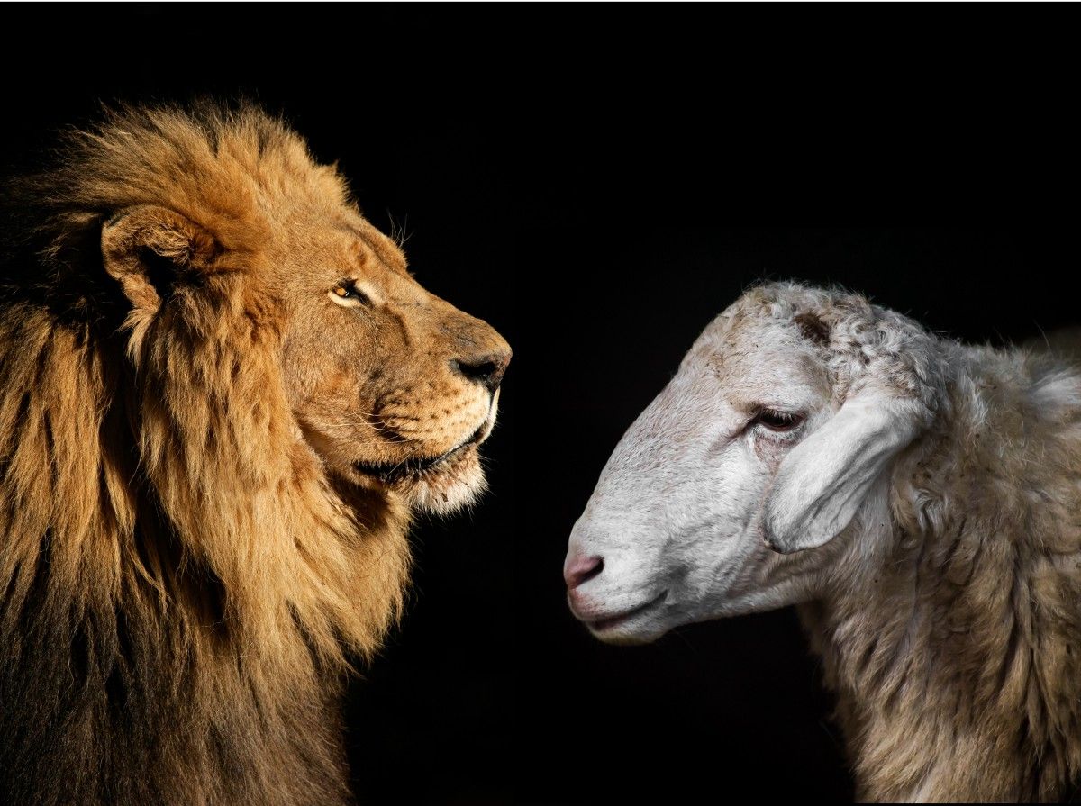 Undaunted_Books's tweet photo. Authors face adversity. Do you handle it like a lamb or a lion? https://t.co/DG6ykxObEm #writetip #amwriting https://t.co/YtJCPTuYsm