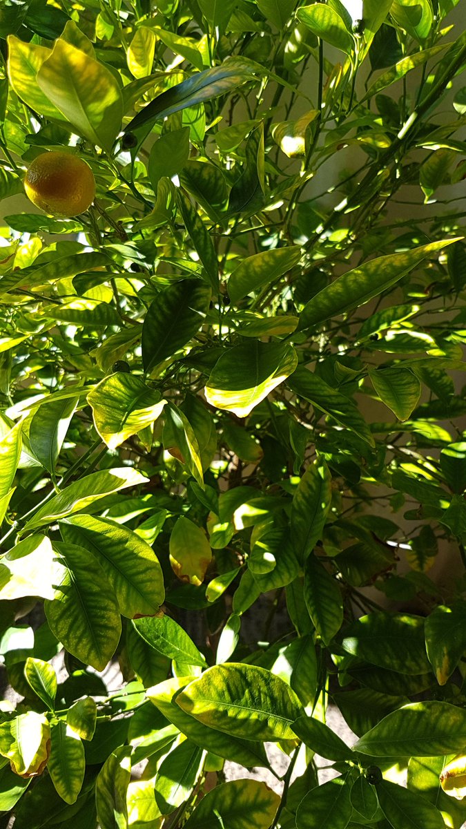 yoverejebriar's tweet photo. After so much love and nurturing, my baby kumquats are starting to grow #prettyexciting #socute #kumquats #cantwait #imalittleweird https://t.co/BmBbmvzz45