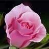ALLBAKX2's tweet photo. OMG! You have to see this. #BIGOLIVE.  https://t.co/B2o4AwqnmN https://t.co/64HHM6omLE