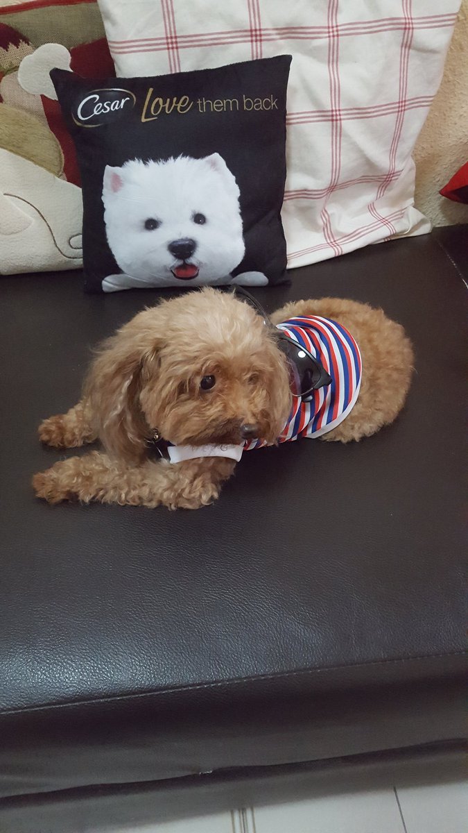 ThingsOnFluffy's tweet photo. #ThingsOnFluffy #ThingsOnDoggie #Shades https://t.co/uGLzZyH3xV