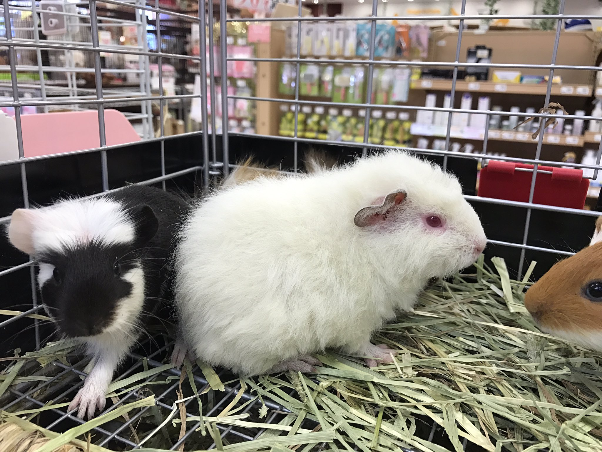 アミーゴ周南店小動物 テディモルモットのアルビノが入荷しました 白い毛に赤い目がかわいらしい テディモルモット アルビノ アミーゴ周南店小動物 テディモルモットのアルビノが入荷しました 白い毛に赤い目がかわいらしい テディモルモット アルビノ