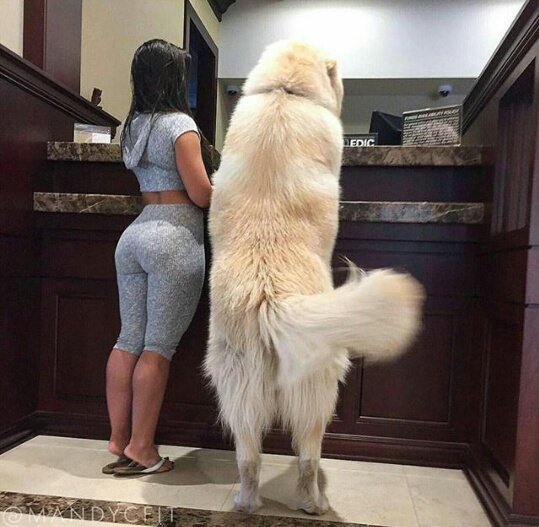 69Tuxtla's tweet photo. Queee...... Raza, será? 🐶 https://t.co/0UsdjwqPCa