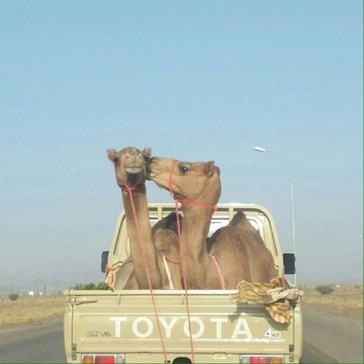 Vimto_67's tweet photo. قلبي قبل ما يواخذني
متجاهل الحب من يومه
'
وحاليًا الحب.. ماخذني
إلى جهة غير معلومه :) https://t.co/NLZkwdGz8T