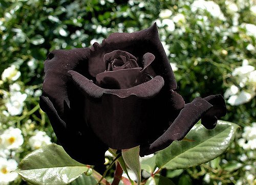 切ない花言葉 黒バラ 黒いバラはトルコのハルフェティ南東部のみに生息する花 この地域特有の土壌と気候という特別な条件が必要で絶滅寸前の希少な花です 花言葉は 決して滅びることのない愛 T Co Vs0d1q3lwp Twitter