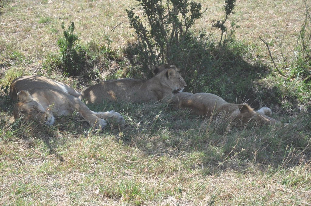 DestConnect's tweet photo. Easter Crazy Deal, For 9,999 Spend your #EasterInMara for 3 Days from 14-16th April 2017 @RhinoTouristCamp. Call now to book:0722268722 https://t.co/1SuKM3NVHY