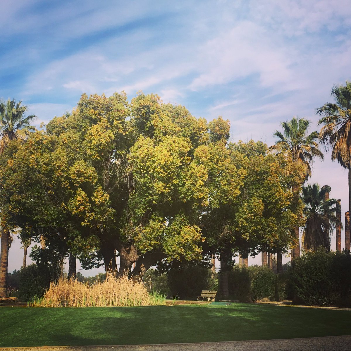 NoucheeMoua's tweet image. Beautiful spot to bathe in the sunlight and feel the breeze Fresno has been having. #SanJoaqinRiverParkwayTrustandConservative #FSIntroPR