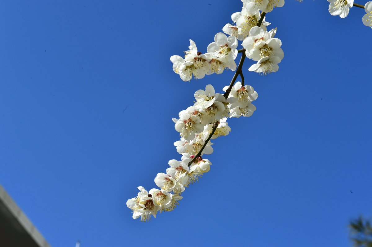 jinjucityhall's tweet image. #봄 봄 봄 봄이 왔어요.♪

#진주시 #육아종합지원센터 앞 너를 봄