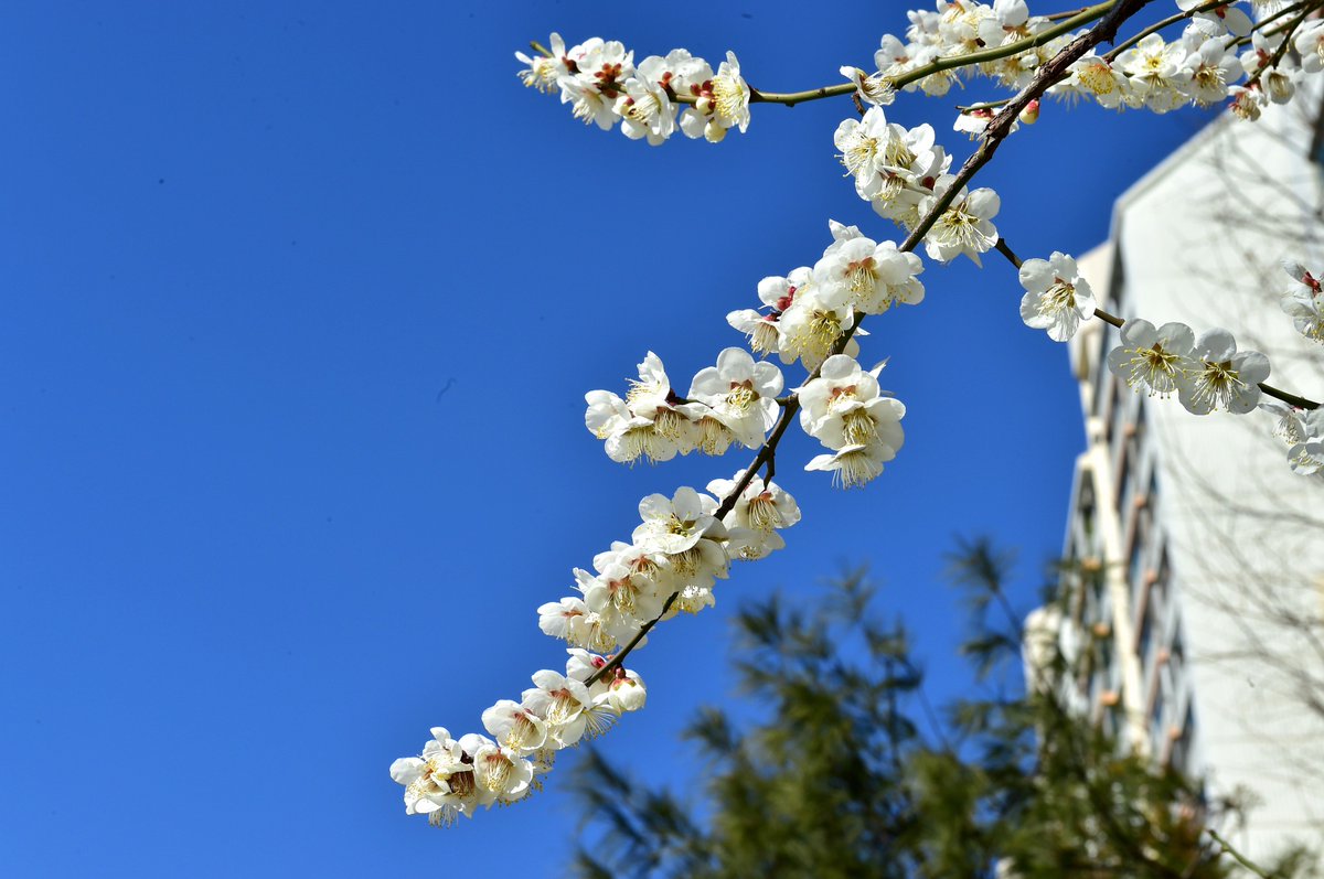 jinjucityhall's tweet image. #봄 봄 봄 봄이 왔어요.♪

#진주시 #육아종합지원센터 앞 너를 봄