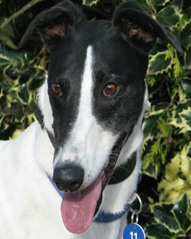 gthallgreen's tweet image. Pls help us find...A couple met Horris at Crufts on Thursday &amp;amp; are keen to adopt him but we have the wrong tel number to call! #helphorris