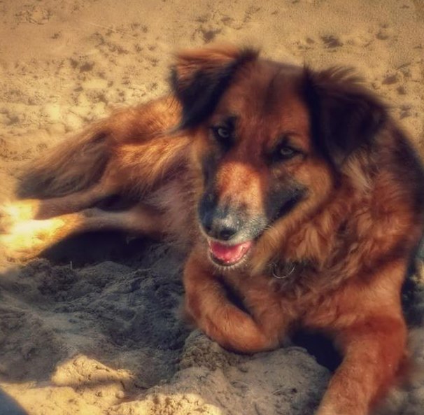 patricia_devon's tweet photo. If #Crufts had a group for #gentlest, #sweetest dog ..i would win #rescuedogs have #BigHearts https://t.co/WRqPa3JvoC