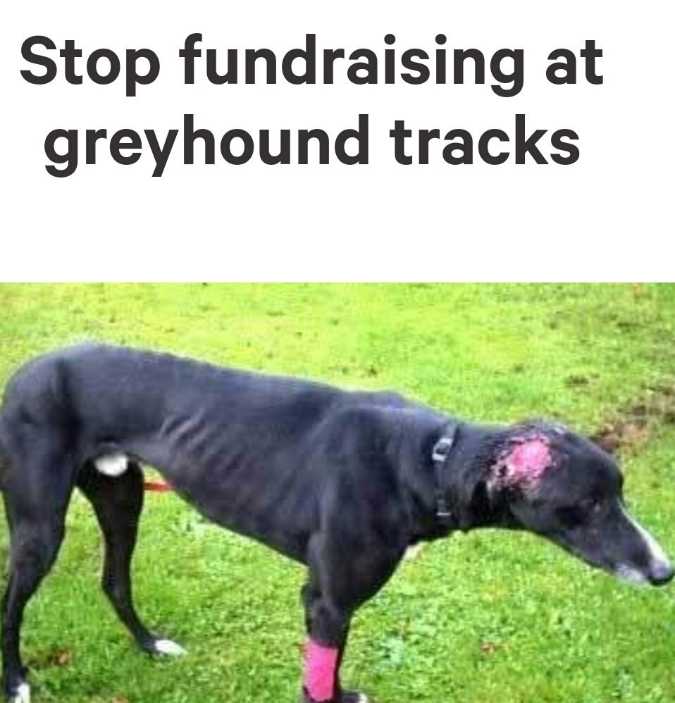 PetLevrieri's tweet photo. 🆙#AnimalAdvocates 🆙
🖎#Sign the 🆕#Petition 🖎
🚫STOP# fundraising at #greyhound tracks 🚫
📍#Fight4Animals #Ireland ⚠
 https://t.co/96xxI5OaKD https://t.co/RHUily3734