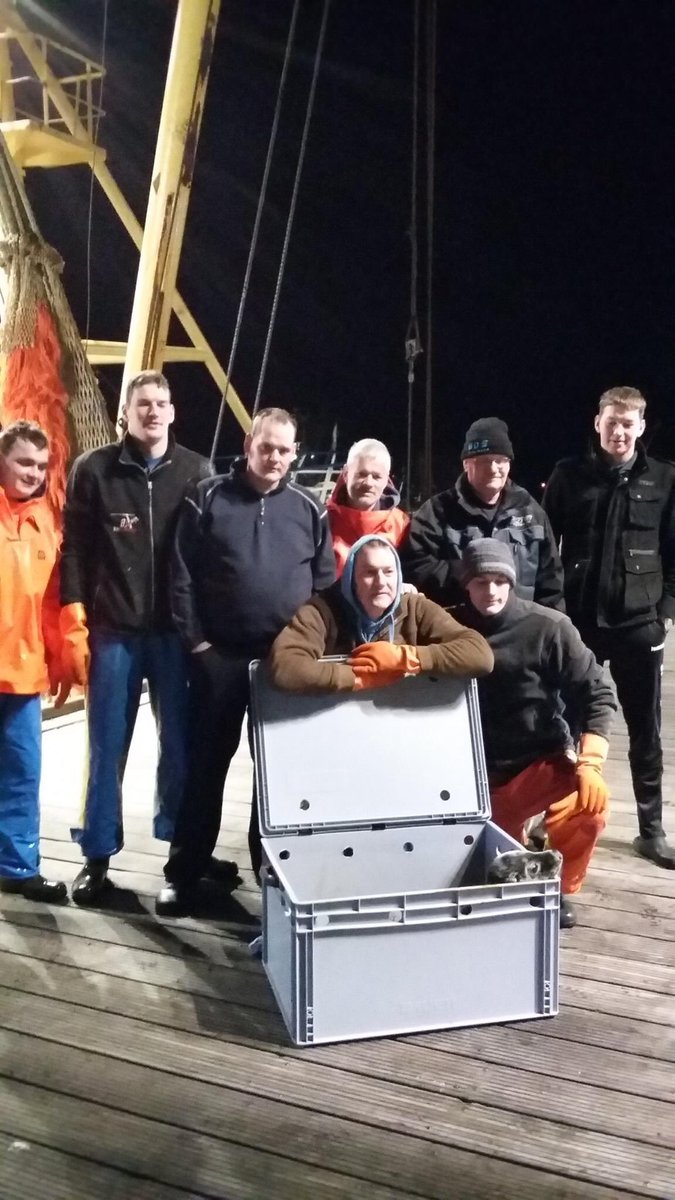 AlbertVCU's tweet photo. Onze vissers denken ook aan het welzijn van de dieren onder het beoefenen van hun visserij #PH63 #Zeehond #Dieren #Welzijn https://t.co/R0HuIOLhNX
