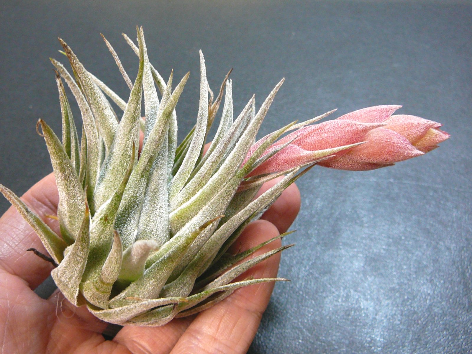 Tillandsia heubergeri x sprengeliana