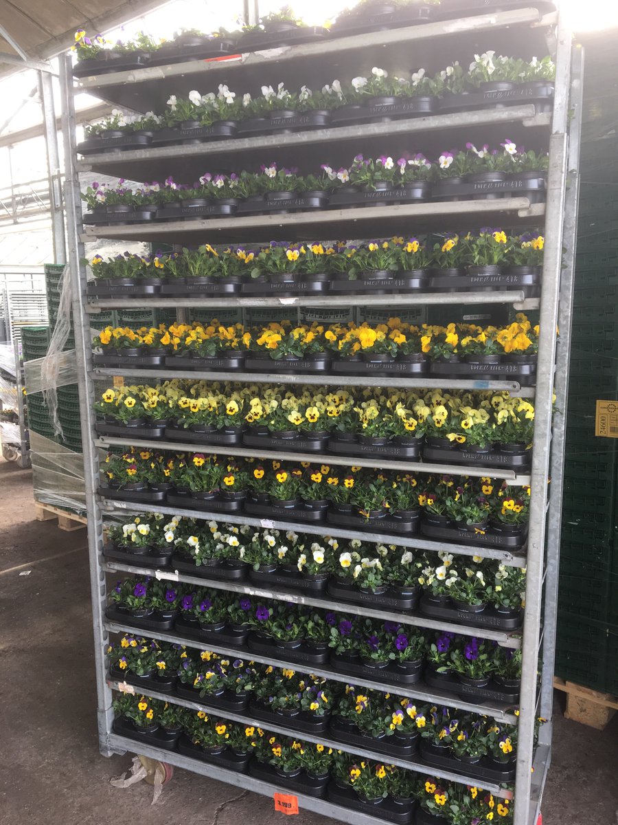 msconsultancy's tweet image. Super with lots of Big #orders in #viola #cornuta 9 cm by #mtssikkes and @KPS_Sales