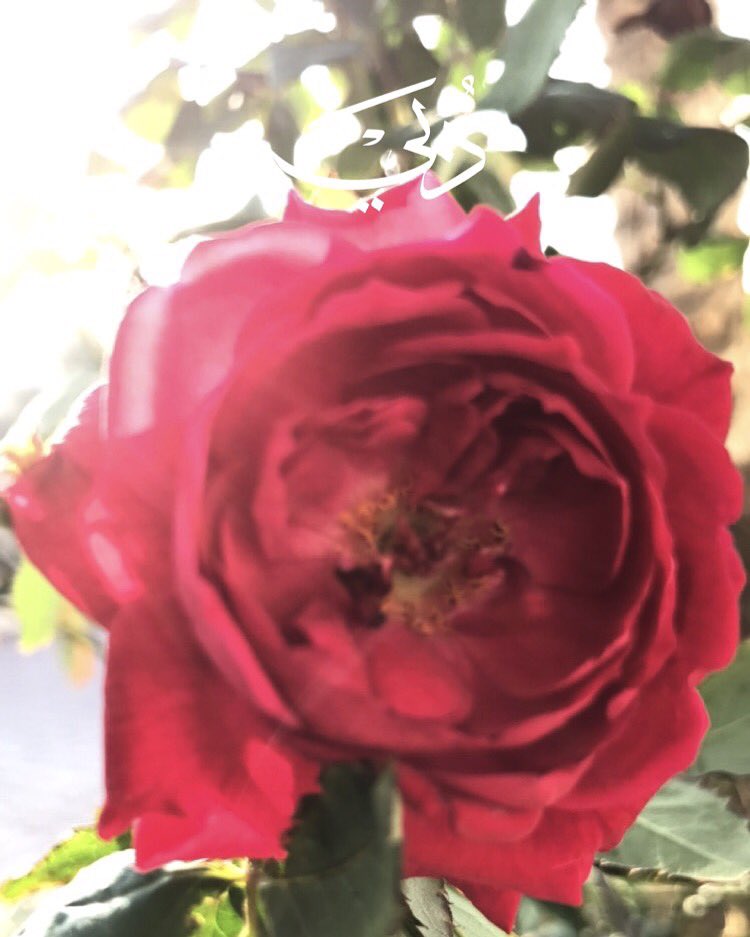 مساكم جميل كجمال قلوبكم 🌹#دبي #قروب_كلي_امل  #فروب_المحبه_للدعم  #الشامخ_للرتويت