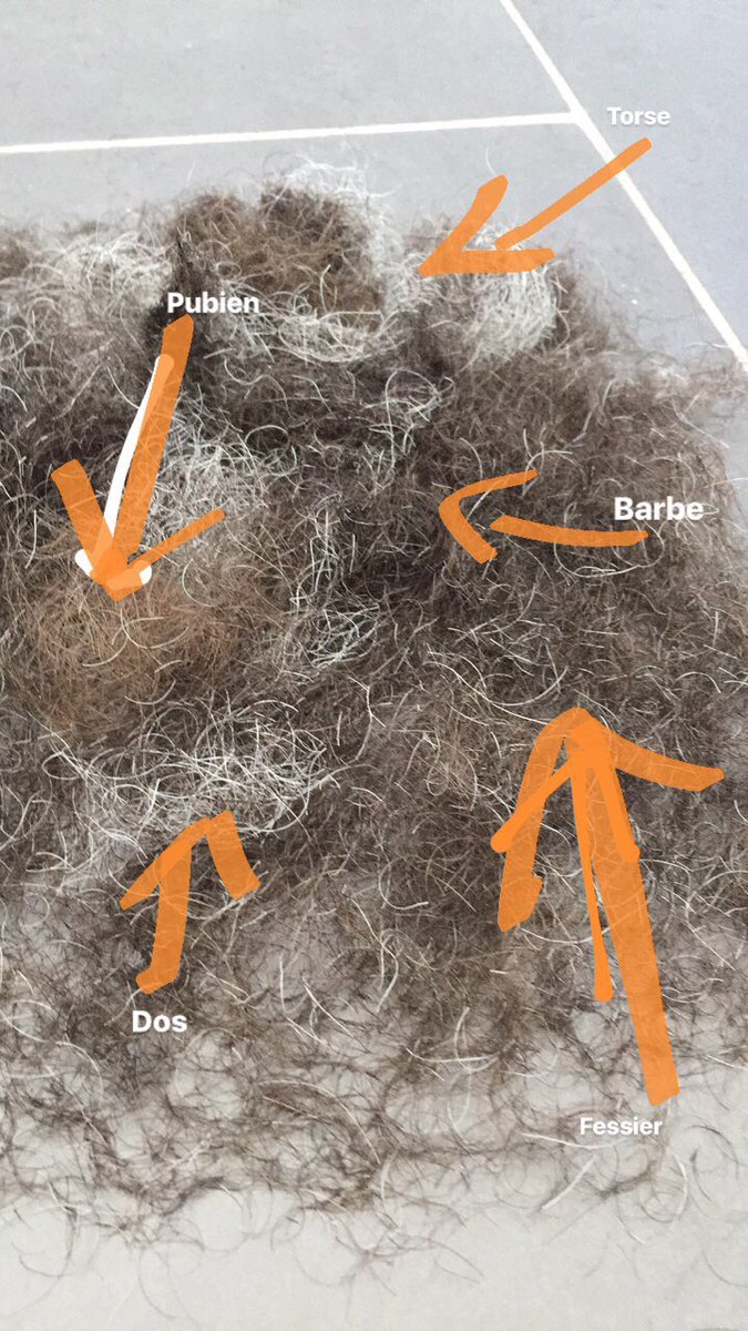 SebastienCordon's tweet photo. Tonte de printemps #poils #hairs https://t.co/zM358GcKdY