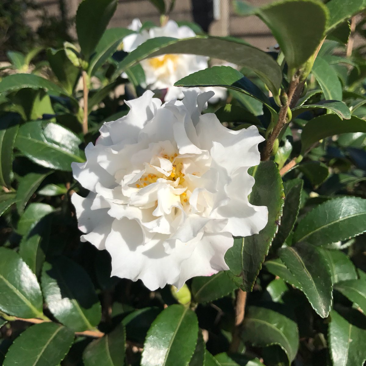 We're loving the splash of colour from the autumn flowering Sasanqua Camellias in our shade plant department this morning!