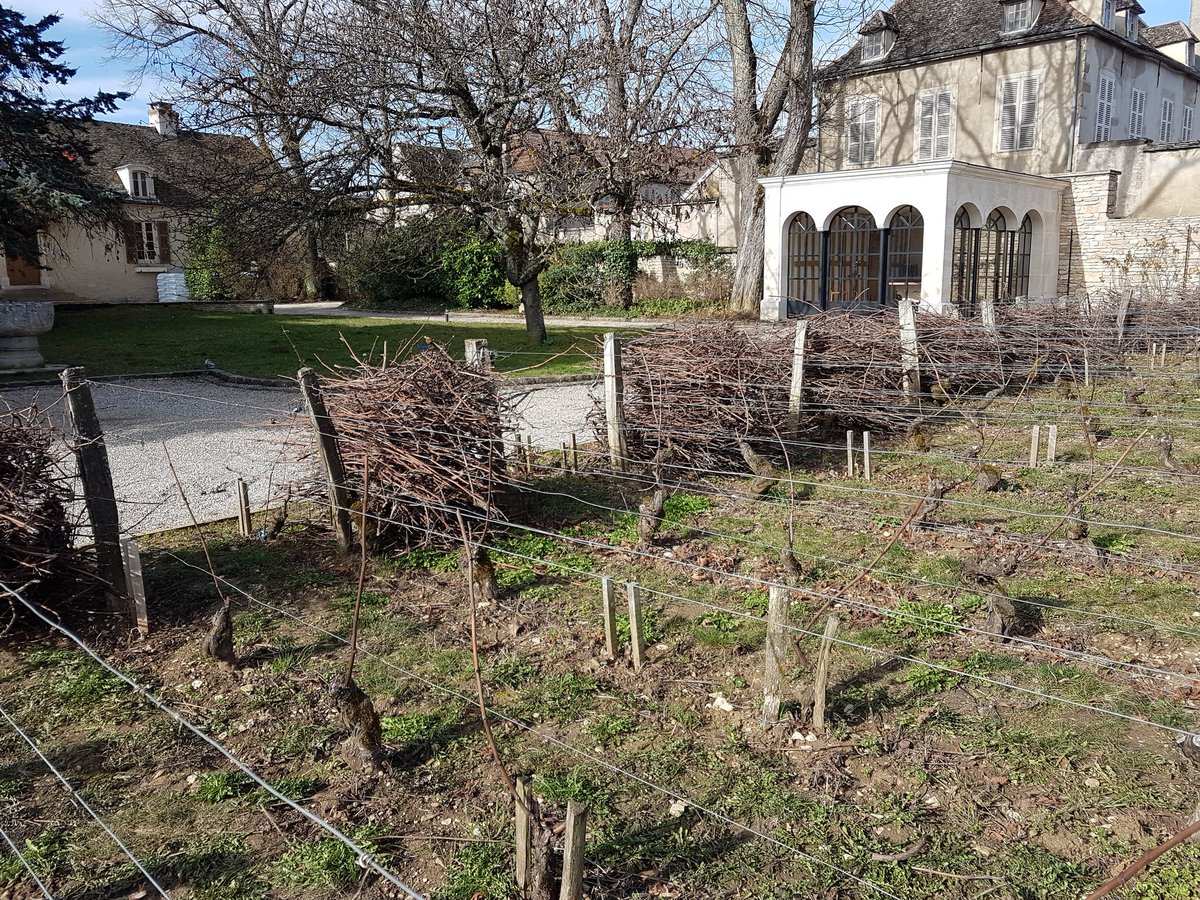 BoillotJeanMarc's tweet photo. Dernière vigne
Tous les sarments sont sortis
#pommard https://t.co/38PwbNviTy