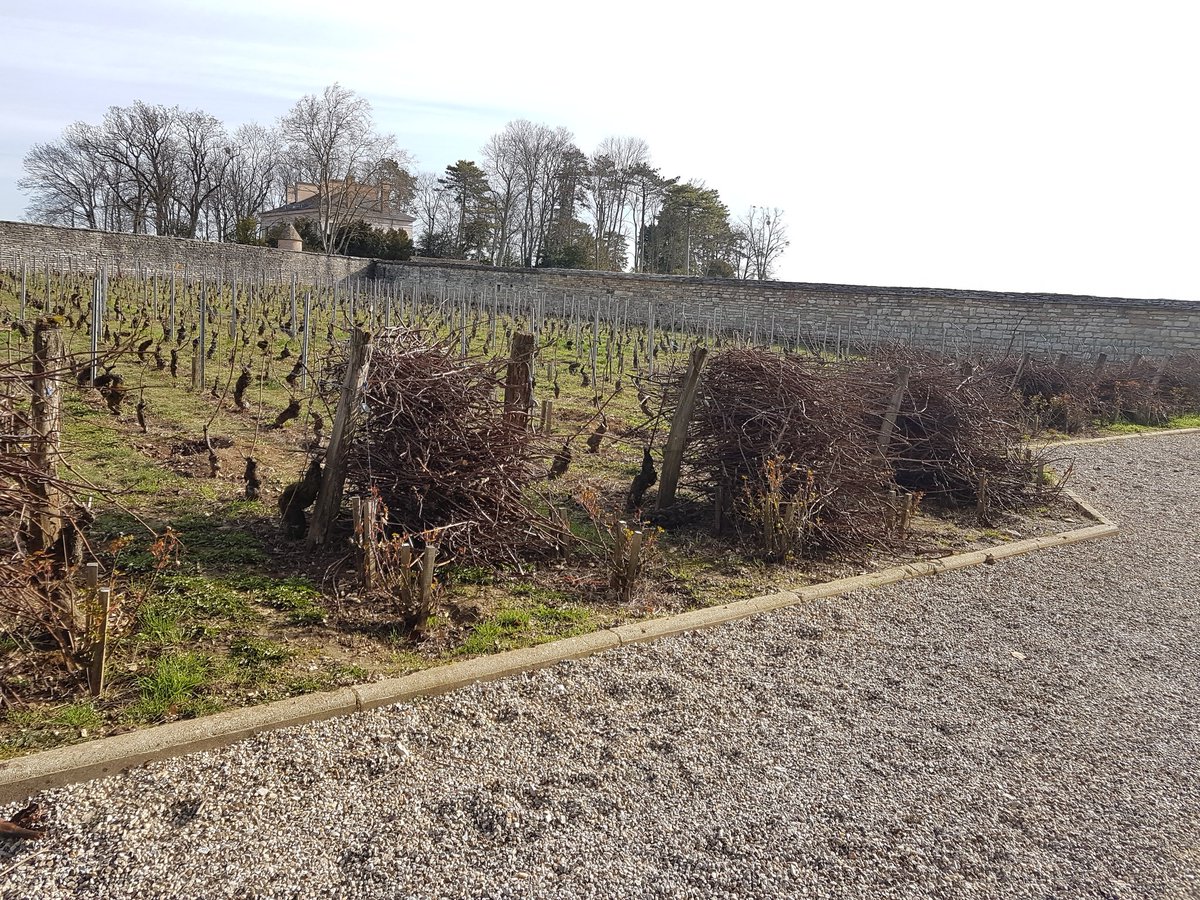 BoillotJeanMarc's tweet photo. Dernière vigne
Tous les sarments sont sortis
#pommard https://t.co/38PwbNviTy