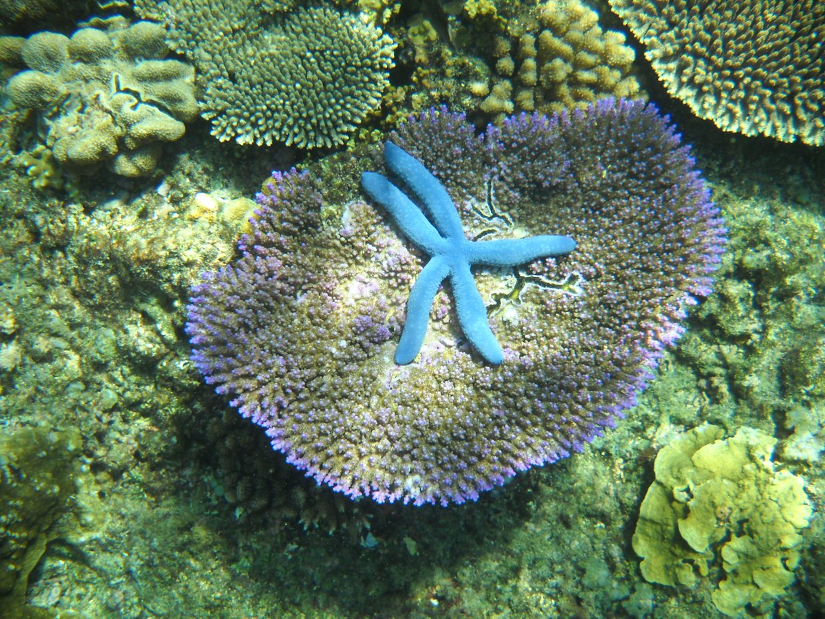 giu_battistelli's tweet photo. Così le barriere coralline di tutto il mondo rischiano di scomparire, minacciate dal riscaldamento globale. https://t.co/SSLacbTq50 https://t.co/T6deP0INbC
