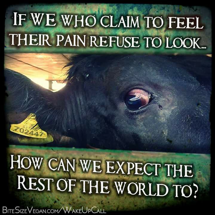 VeganPublishers's tweet photo. There is horrendous cruelty behind every animal product. Please don´t ignore their suffering. Be one less person hurting animals. #GoVegan. https://t.co/sxg1w12ksm