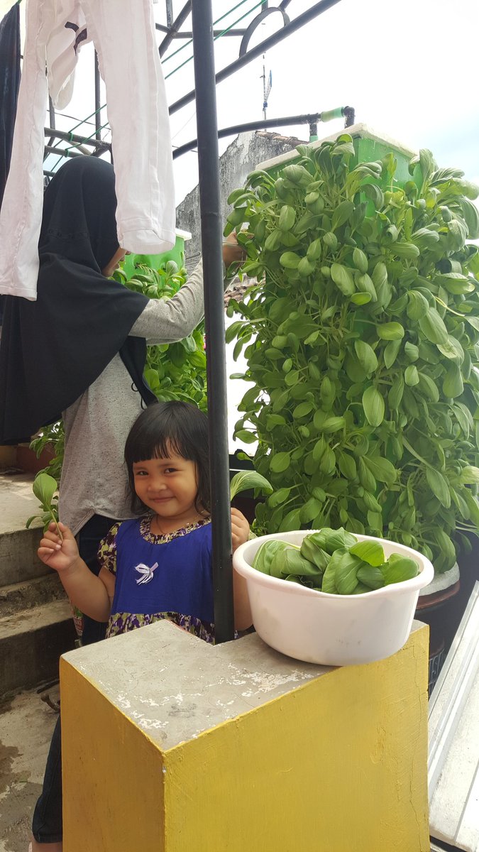 bayuhadiyanto2's tweet photo. Heeeee panen muacchhh @bwangiberkebun @banyuwangi_kab @dpubmcktr_bwi @MohSafaat @yulianpurnom @Inyul_Unyil @Ida_Amal @IDberkebun https://t.co/TW41sBTsK0