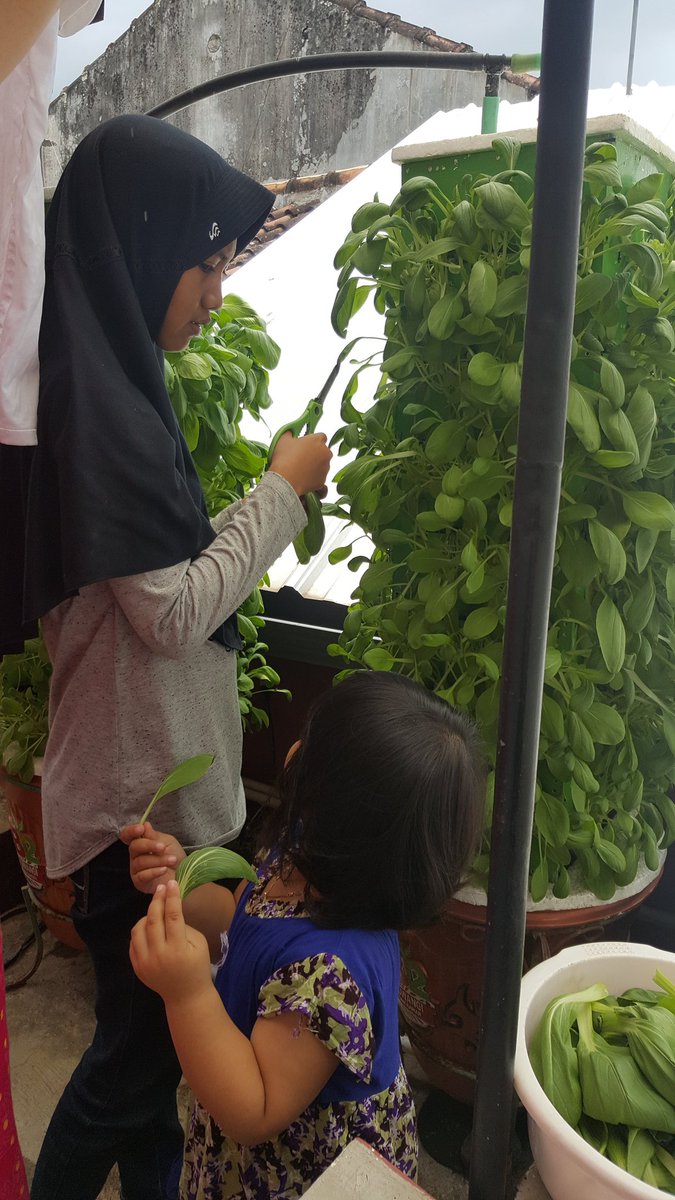 bayuhadiyanto2's tweet photo. Heeeee panen muacchhh @bwangiberkebun @banyuwangi_kab @dpubmcktr_bwi @MohSafaat @yulianpurnom @Inyul_Unyil @Ida_Amal @IDberkebun https://t.co/TW41sBTsK0