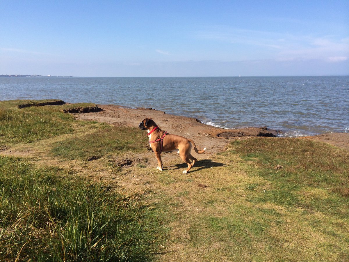 RalphTheBoxer's tweet photo. 100 followers! #happyboxer #boxerfriends 🐾❤ https://t.co/8XxXihyOH3