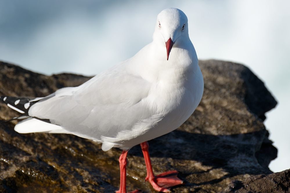 LScapePhotoArt's tweet photo. Somewhere between #duckface & #bluesteel lies #Gullface https://t.co/X7xtLdnr9v