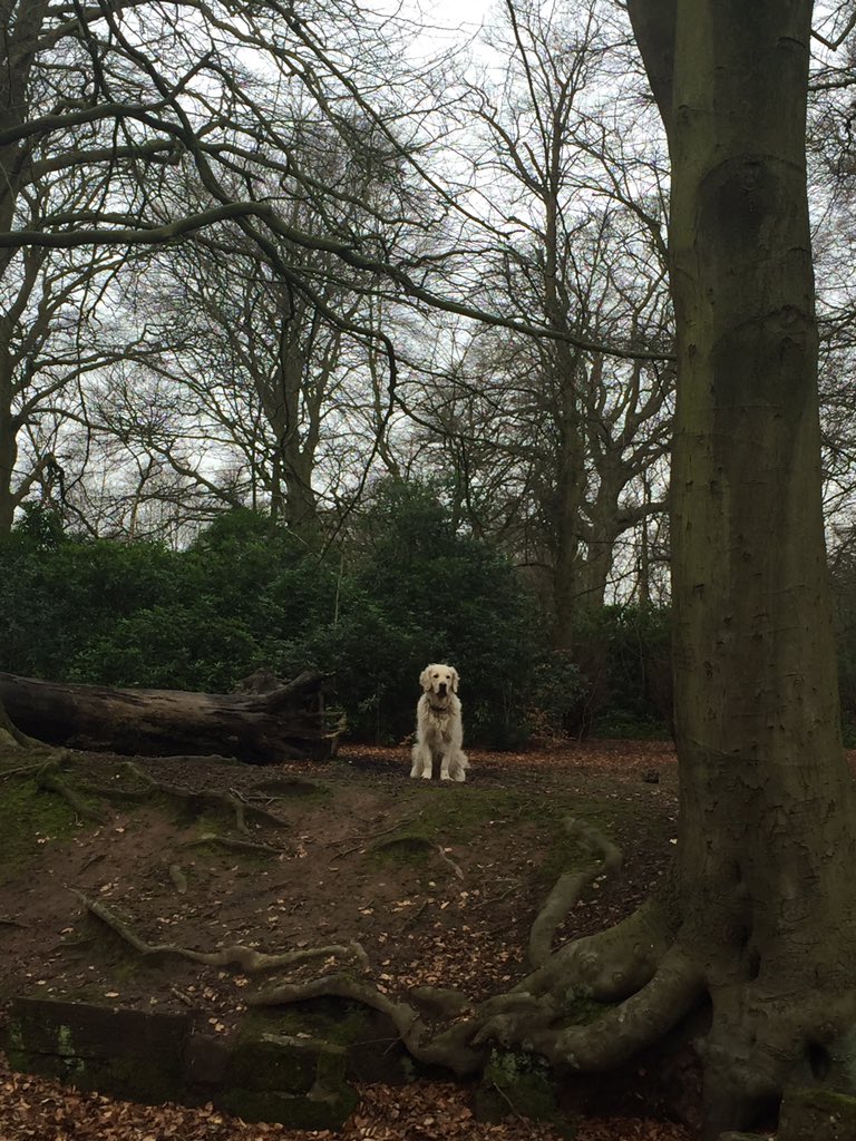 TheRigbyBone's tweet photo. Working on my recall today with mum @skinnej11 I must have done well, she gave me a yummy sausage ๐ถ๐#GoldenRetriever #Goldens #iglovedogs https://t.co/M2oyGiG8t7