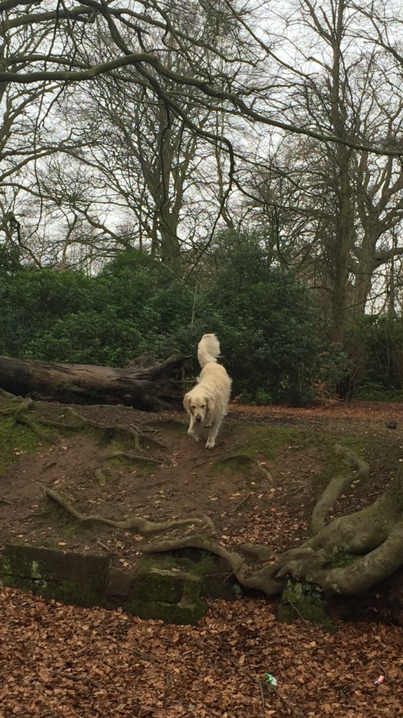 TheRigbyBone's tweet photo. Working on my recall today with mum @skinnej11 I must have done well, she gave me a yummy sausage ๐ถ๐#GoldenRetriever #Goldens #iglovedogs https://t.co/M2oyGiG8t7