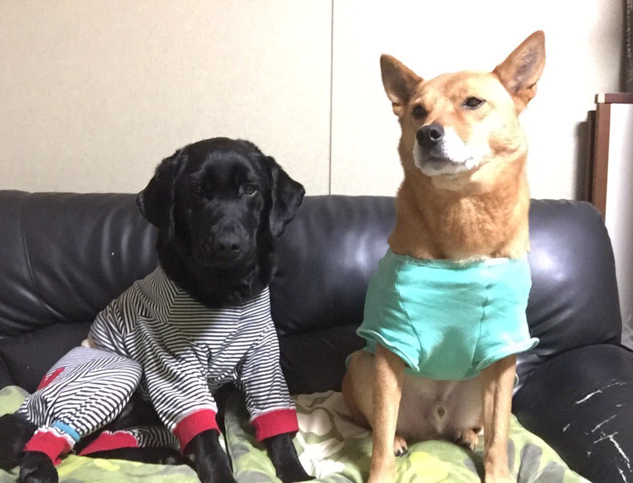 安藤美紀 Auf Twitter 皆さん こんばんわ 聴導犬レオンと聴導犬候補犬アーミです 私たちは明日 青い服を着て梅田のジュンク堂前書店さん前でトーク デモンストレーションをします 時間は14時 15時 から 2回 よかったら会いに来てね T Co