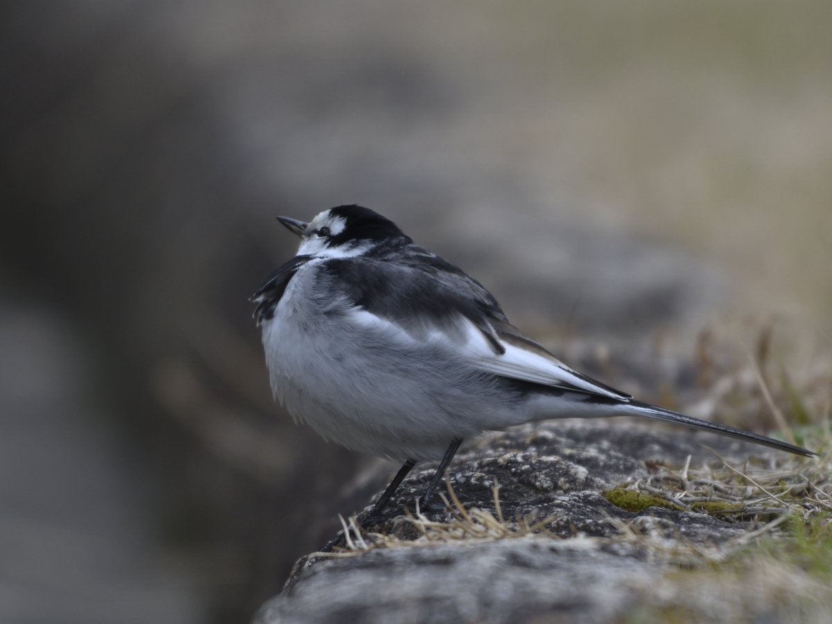 都市公園の野鳥 冬に撮影したセキレイたち ハクセキレイ セグロセキレイ キセキレイ T Co U9da1pdprb Twitter 都市公園の野鳥 冬に撮影したセキレイたち ハクセキレイ セグロセキレイ キセキレイ T Co U9da1pdprb Twitter