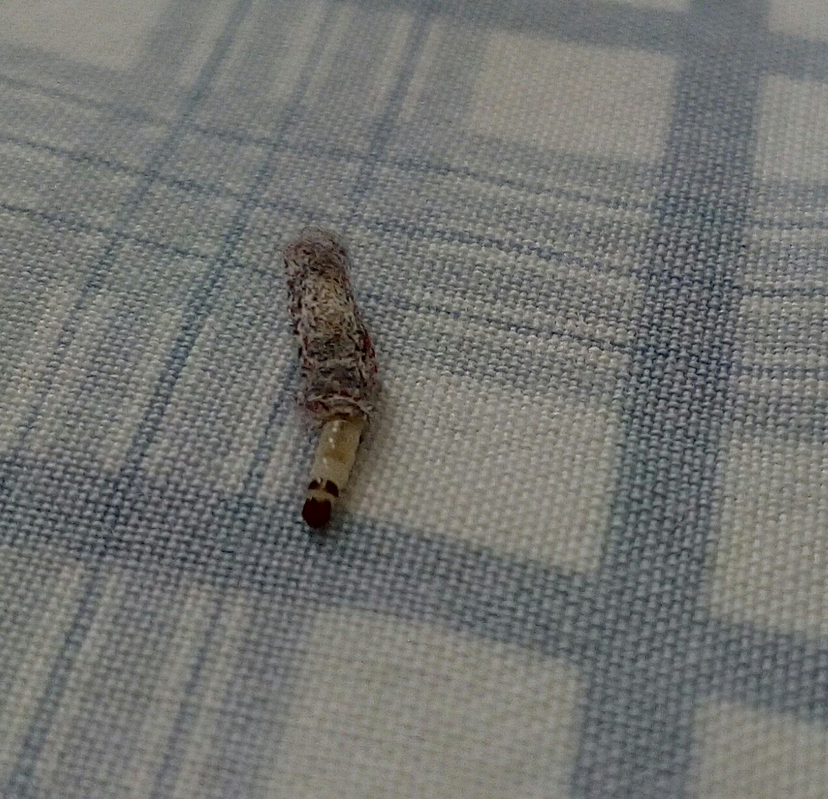 danielbradyis's tweet photo. @MartinGammell this is a #caddis, right? The case is made from fabric... https://t.co/yoQiIiSdYk