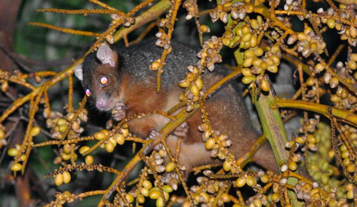 Matt Rockman On Twitter Backyard Ringtail Possum Brisbane It
