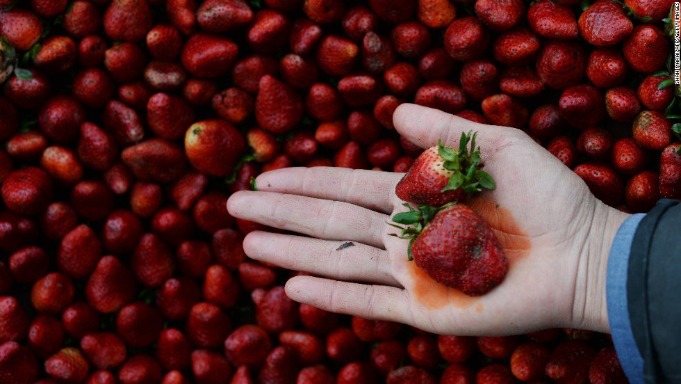 CNN's tweet image. Strawberries remain at No. 1 on the "Dirty Dozen" list of fruits and vegetables ranking highest in pesticide residue cnn.it/2n9eUrI