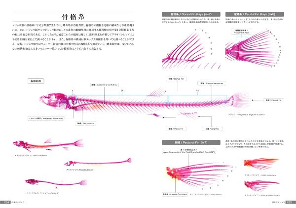 オイカワ丸 ところで 日本のドジョウ 形態 生態 文化と図鑑 では ドジョウの骨もちゃんと解説しています 気になる方はぜひご覧ください ちなみにこの美しい透明標本はoryzaさん Oryza818 にお願いしてつくってもらいました どうもありがとうご