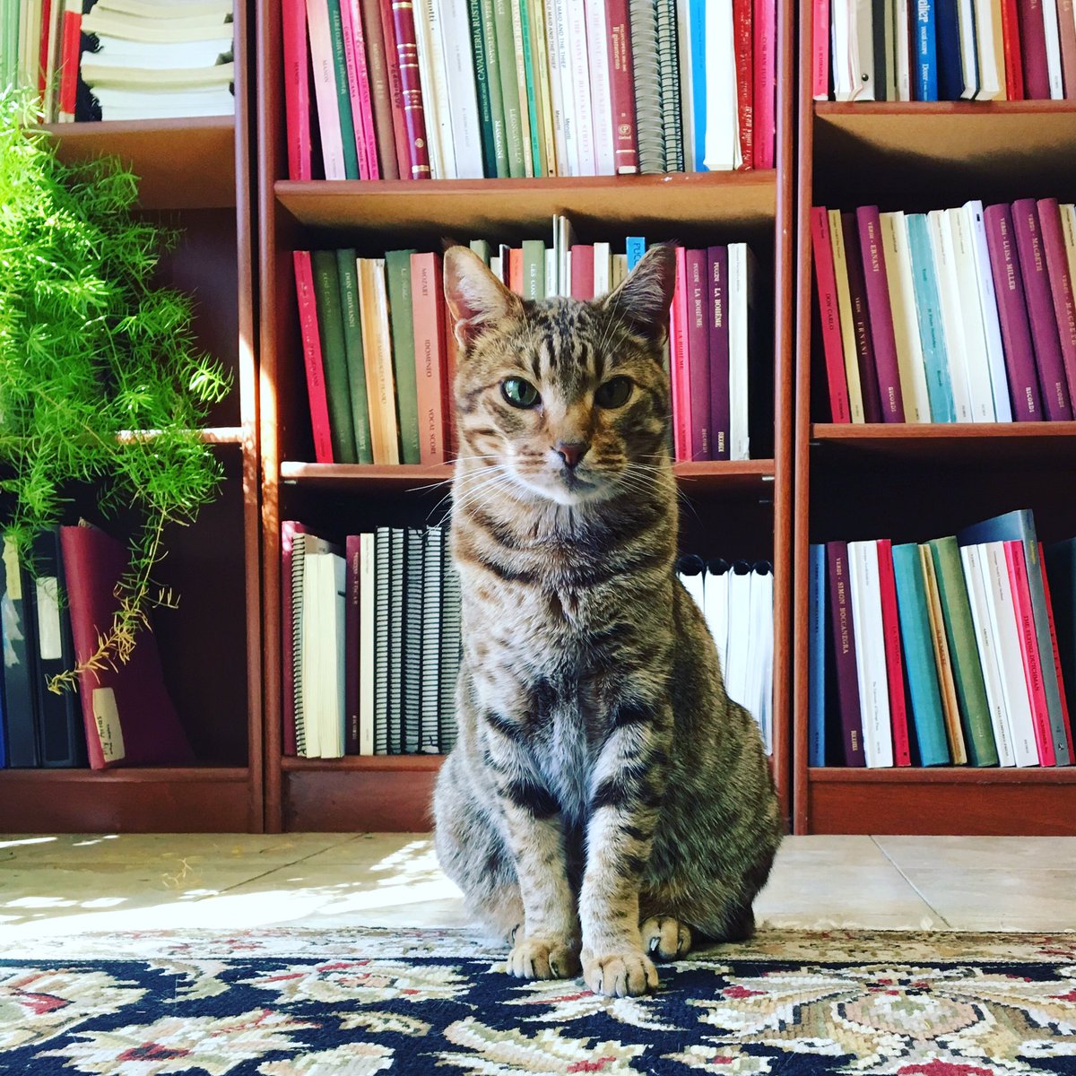 PucciniAmerica's tweet photo. As our ACPS opera cat, Edgar, ponders his loss of Fidelia he would like to wish you all a HAPPY CATURDAY! #PUCCINI #CatsOfTwitter #opera https://t.co/a4V4WWH0sc